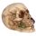 Schedel met Roos tussen Tanden Woonaccessoire